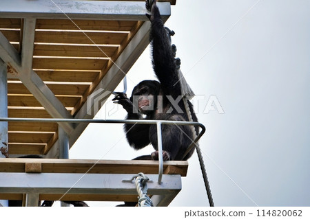 札幌市立圓山動物園黑猩猩館風景 114820062