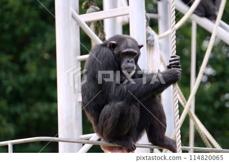 札幌市立圓山動物園黑猩猩館風景 114820065