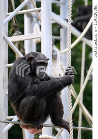 札幌市立圓山動物園黑猩猩館風景 114820066