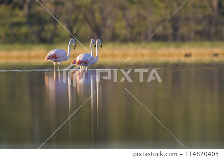 Flock of flamingos in a salty lagoon,Patagonia, Argentina Flock of flamingos in a salty lagoon,Patagonia, Argentina 114820403