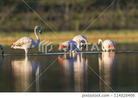 Flock of flamingos in a salty lagoon,Patagonia, Argentina 114820406