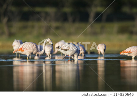 Flock of flamingos in a salty lagoon,Patagonia, Argentina 114820646