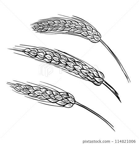 Wheat bread ears cereal crop sketch. Wheat, barley and grain malt. For poster with production process brewery of beer or whiskey. Vector vintage engraved illustration. Hand drawn design element 114821006