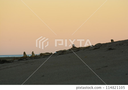 Sea lions in breeding colony, Peninsula Valdes, Unesco World Heritage Site, Patagonia Argentina 114821105