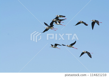 Black necked Stilt, Himantopus melanurus, La Pampa Argentina Black necked Stilt, Himantopus melanurus, La Pampa Argentina 114821210