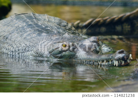 Crocodile staring Crocodile staring 114821238