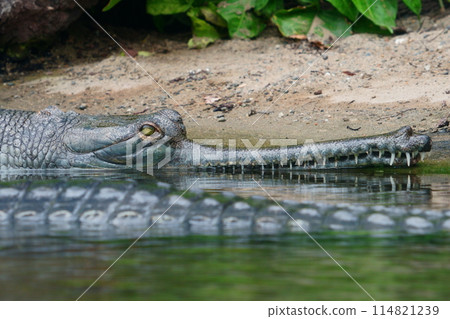 Crocodile staring 114821239