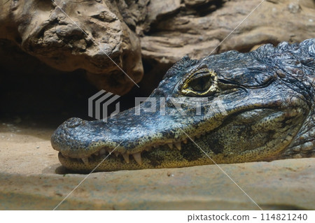 鱷魚凝視 114821240