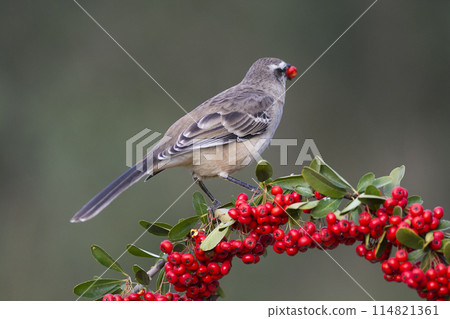 White banded Mockingbird,Mimus triurus, Calden Forest, La Pampa , Argentina White banded Mockingbird,Mimus triurus, Calden Forest, La Pampa , Argentina 114821361