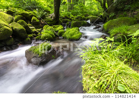 Oyamakiyazawa Stream, a clear stream flowing through a forest of fresh greenery Oyamakiyazawa Stream, a clear stream flowing through a forest of fresh greenery 114821414