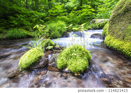 Oyamakiyazawa Stream, a clear stream flowing through a forest of fresh greenery Oyamakiyazawa Stream, a clear stream flowing through a forest of fresh greenery 114821415