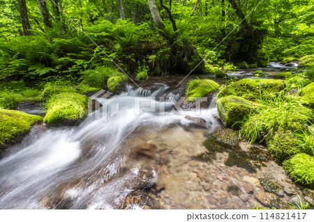 Oyamakiyazawa Stream, a clear stream flowing through a forest of fresh greenery Oyamakiyazawa Stream, a clear stream flowing through a forest of fresh greenery 114821417