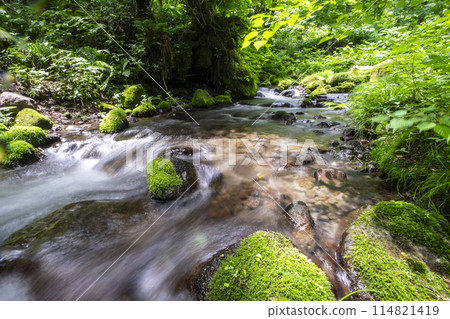 Oyamakiyazawa Stream, a clear stream flowing through a forest of fresh greenery Oyamakiyazawa Stream, a clear stream flowing through a forest of fresh greenery 114821419