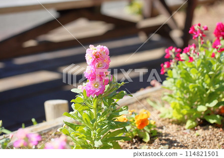 cute stock flowers 114821501