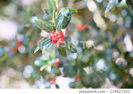 Chinese holly flower Chinese holly flower 114821502