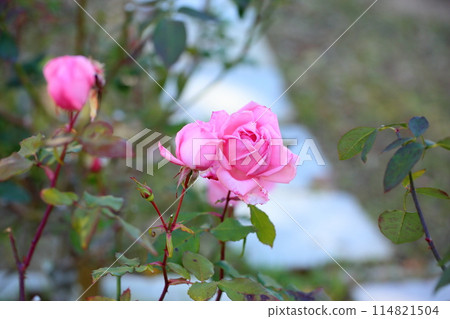 Rose flowers Princess Aico 114821504