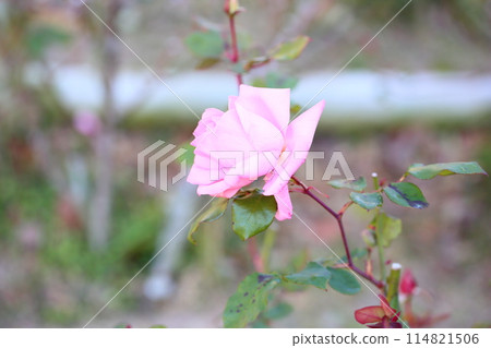 Rose flowers Princess Aico Rose flowers Princess Aico 114821506