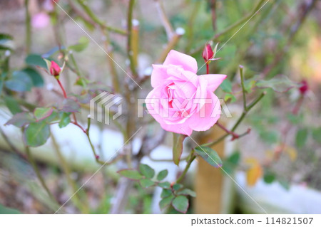 Rose flowers Princess Aico Rose flowers Princess Aico 114821507