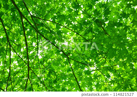 I look up to the fresh green 114821527