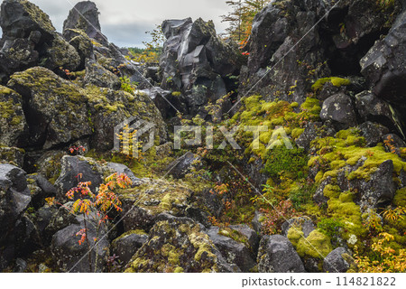 秋天的鬼王大花園【東區嬬戀村】 114821822