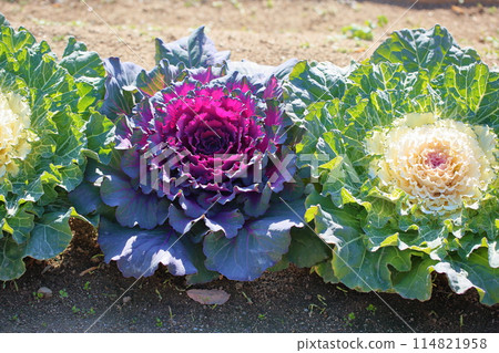 Habotan flowers Habotan flowers 114821958