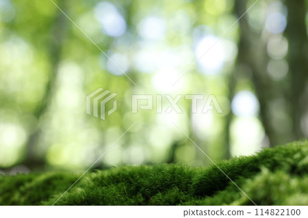Forest background image Forest background image 114822100