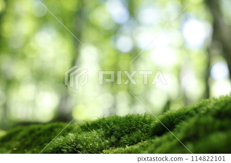 Forest background image Forest background image 114822101