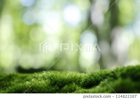 Forest background image 114822107