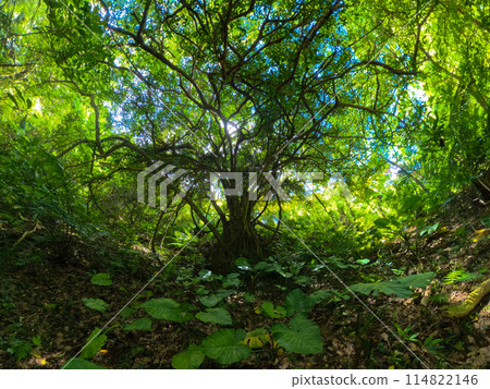 Big tree in deep forest Big tree in deep forest 114822146