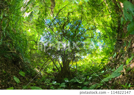 Big tree in deep forest Big tree in deep forest 114822147