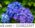 在雨季盛開的繡球 114822207