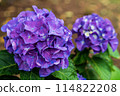 繡球花盛開在雨季的清除 114822208