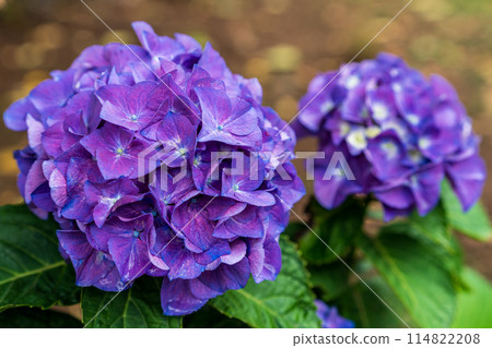繡球花盛開在雨季的清除 114822208