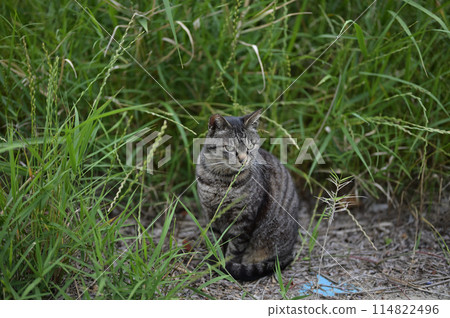 坐在路邊的虎斑貓 114822496