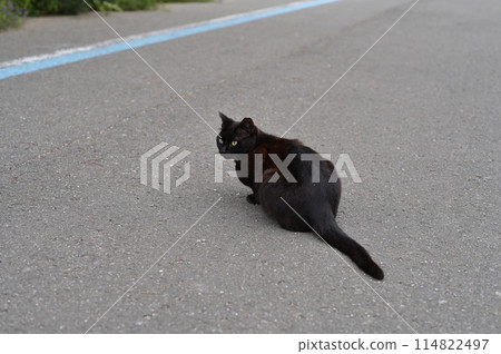 躺在路邊的黑貓 躺在路邊的黑貓 114822497