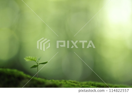 在森林裡萌芽 114822557