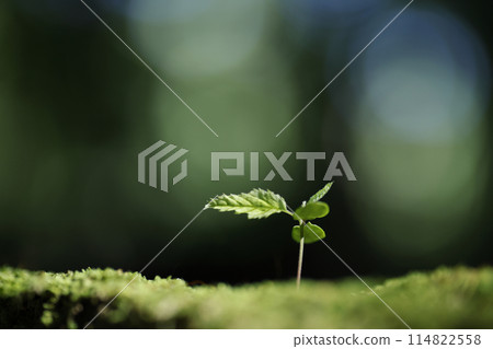 在森林裡萌芽 114822558