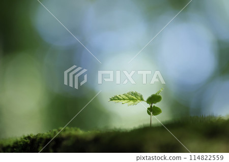 在森林裡萌芽 114822559