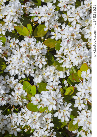 Beautiful sweet-smelling Rhaphiolepis umbellata flowers Tottori Prefecture Tottori Sand Dunes 114822623