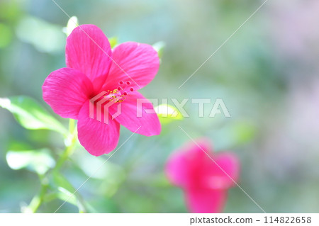 紅芙蓉花 114822658