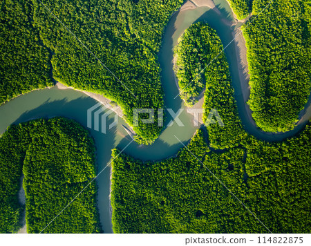 Amazing abundant mangrove forest, Aerial view of forest trees Rainforest ecosystem and healthy environment background Amazing abundant mangrove forest, Aerial view of forest trees Rainforest ecosystem and healthy environment background 114822875