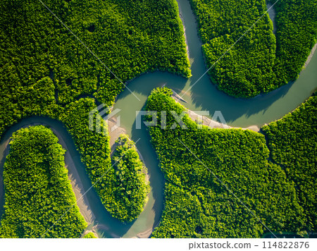 Amazing abundant mangrove forest, Aerial view of forest trees Rainforest ecosystem and healthy environment background Amazing abundant mangrove forest, Aerial view of forest trees Rainforest ecosystem and healthy environment background 114822876