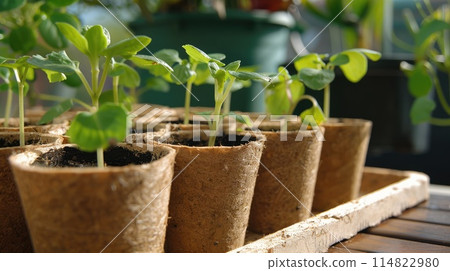 Seedling seedlings in peat cups close-up Seedling seedlings in peat cups close-up 114822980