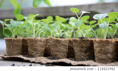 Seedling seedlings in peat cups close-up 114822992