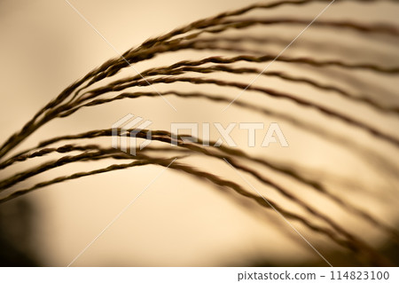Miscanthus 114823100
