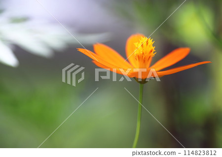 秋天花壇裡盛開的薰衣草波斯菊 114823812