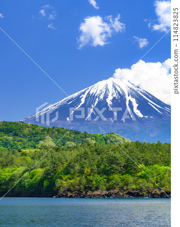 山梨縣、藍天和富士山的壯麗景色(初夏的西湖) 山梨縣、藍天和富士山的壯麗景色(初夏的西湖) 114823825