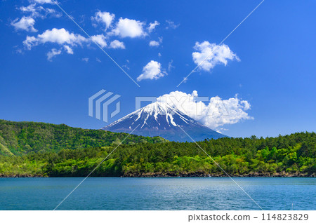 Yamanashi Prefecture - A spectacular view of the blue sky and Mt. Fuji (from Lake Saiko in early summer) 114823829