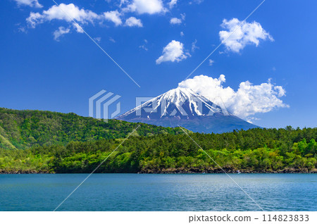 Yamanashi Prefecture - A spectacular view of the blue sky and Mt. Fuji (from Lake Saiko in early summer) Yamanashi Prefecture - A spectacular view of the blue sky and Mt. Fuji (from Lake Saiko in early summer) 114823833