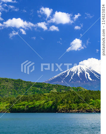 Yamanashi Prefecture - A spectacular view of the blue sky and Mt. Fuji (from Lake Saiko in early summer) 114823834